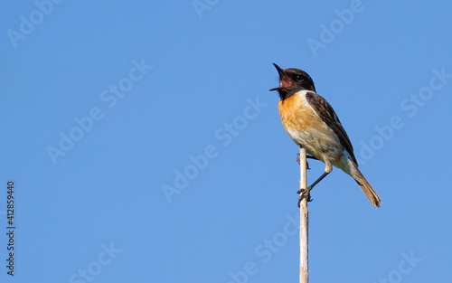 European stonechat, Saxicola rubicola. The male bird sits on a cane stalk and sings