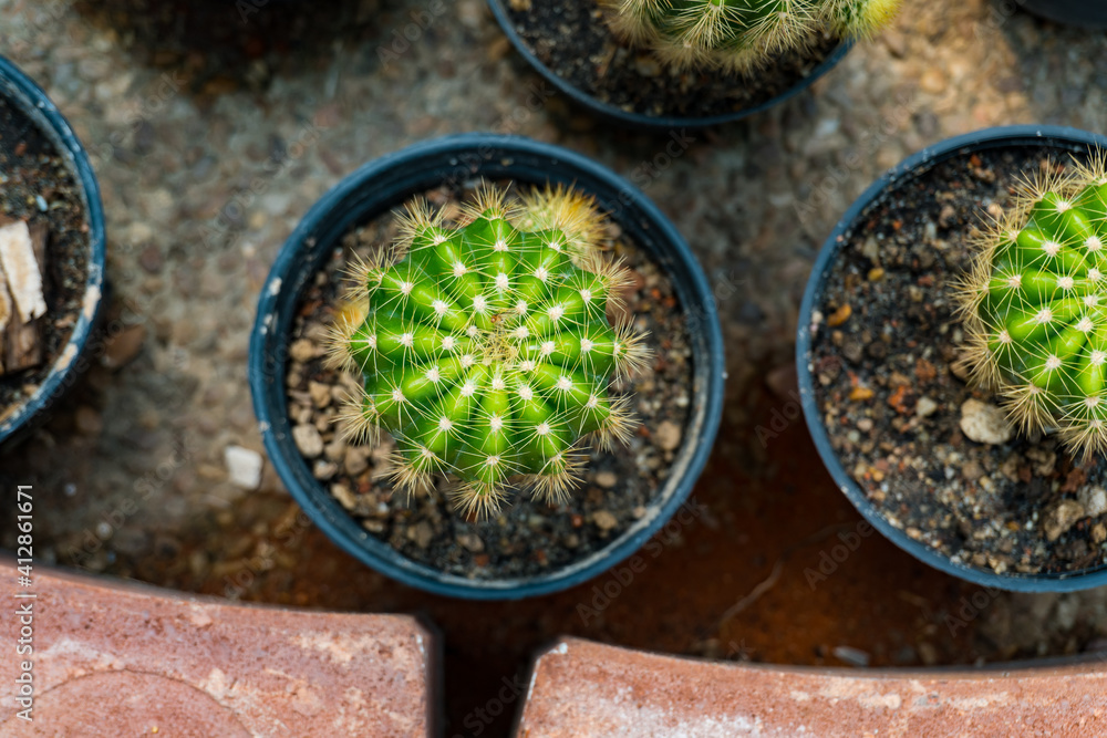 Fototapeta premium Top view small green cactus plant in pot.