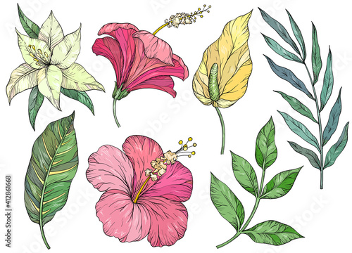 Set of tropical leaves. Tropical flowers and plants