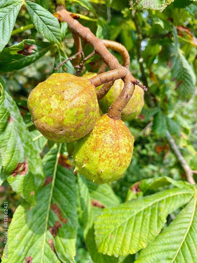 Obraz premium Chestnut tree with chestnuts in closeup.