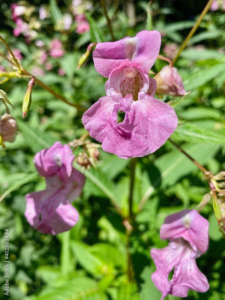Obraz premium Little spring busy Lizzie plants flowering.