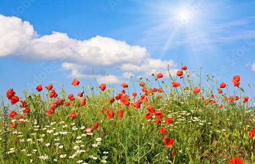 Summer beautiful red poppy and white camomile flowers on blue sky with cloud and sunshine background