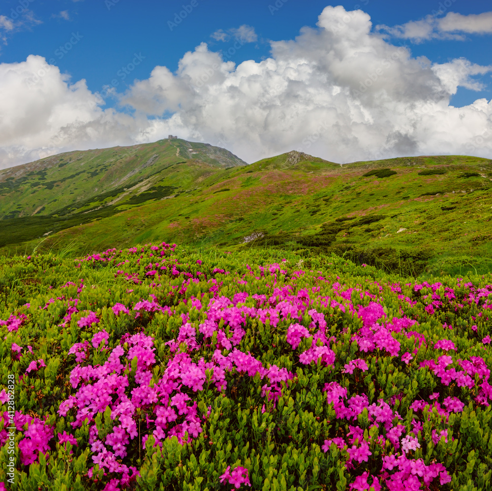 Pink rose rhododendron flowers on summer mountain slope Pink rose rhododendron flowers on summer mountain slope
