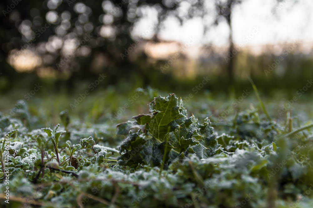 frost on grass and ground plant in the morning in winter frost on grass and ground plant in the morning in winter