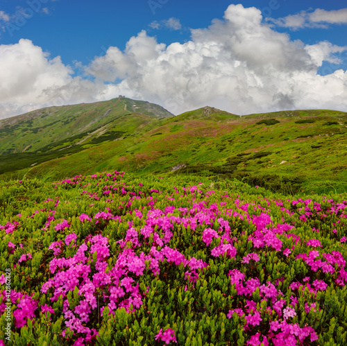 Pink rose rhododendron flowers on summer mountain slope