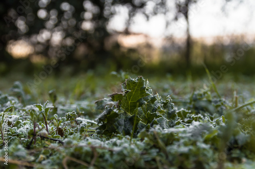 frost on grass and ground plant in the morning in winter
