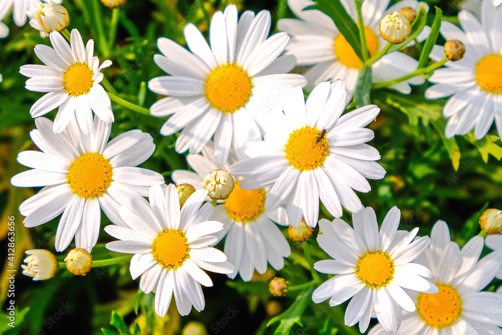 Fototapeta premium Wild daisy flowers growing on meadow. Meadow with lots of white and pink spring daisy flowers. panoramic spring web banner.