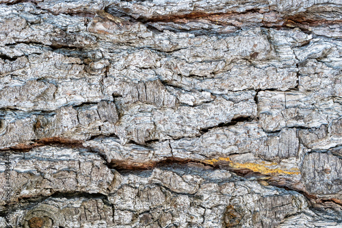 Cracked weathered bark of an old pine trunk