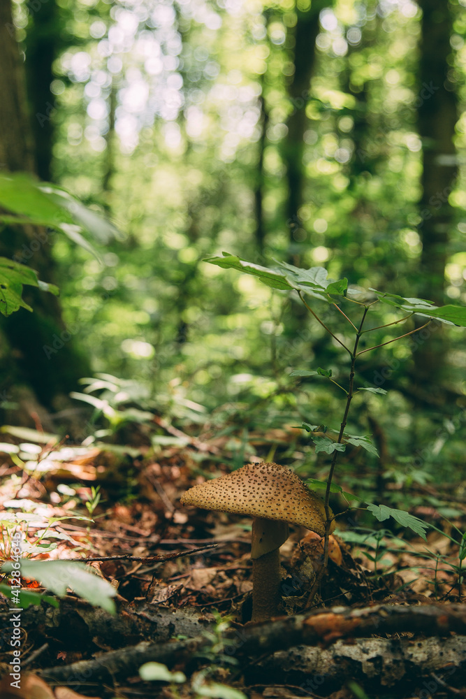 Wild mushroom in the forest, natural food, summer harvest. Wallpaper, natural background, beautiful photo with soft focus and tinting.