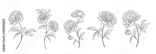 set of differents peony decoration on white background