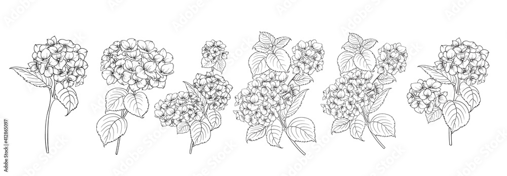 Set of differents hydrangeas on white background. - obrazy, fototapety, plakaty 