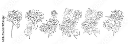 Photo Set of differents hydrangeas on white background.