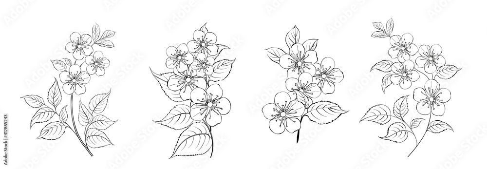 Set of differents sakura on white background. Set of differents sakura on white background.