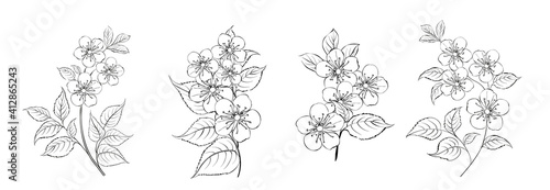 Set of differents sakura on white background.