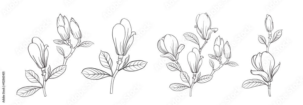 Set of differents magnolia on white background.