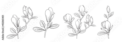 Set of differents magnolia on white background.