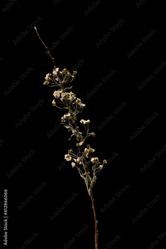 Fototapeta premium Dried dead flower spirea isolated on black background. Sample of a flower in oriental style with pastel colors.