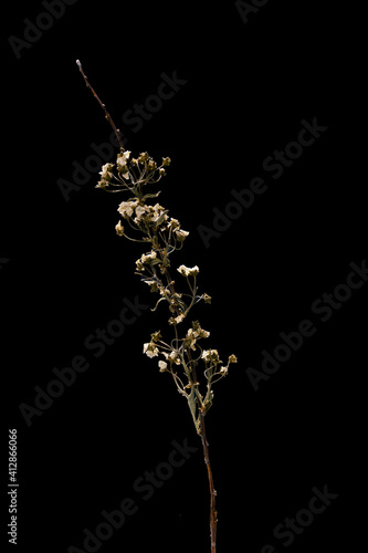 Dried dead flower spirea isolated on black background. Sample of a flower in oriental style with pastel colors.