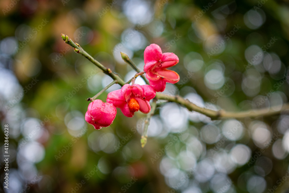 Spindle (Euonymus europaeus) flowers on a branch dripping with morning dew Spindle (Euonymus europaeus) flowers on a branch dripping with morning dew