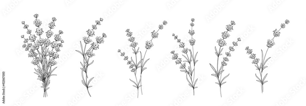 © Kotkoa - Set of differents lavender on white background. © Kotkoa - Set of differents lavender on white background.