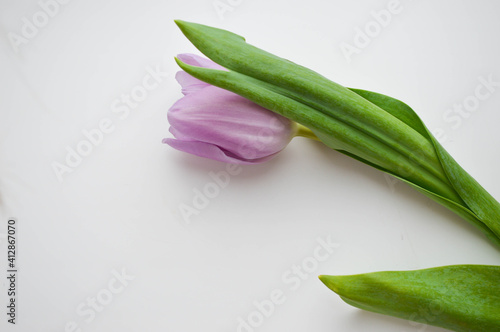 Beautiful purple tulip and green leaf on white background. Spring concept  woman s day celebrating. Copyspace