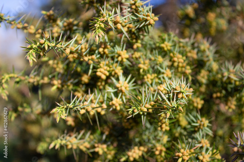 Closeup of green juniper tree. Spring season and alternative medicine concept. Selective focus