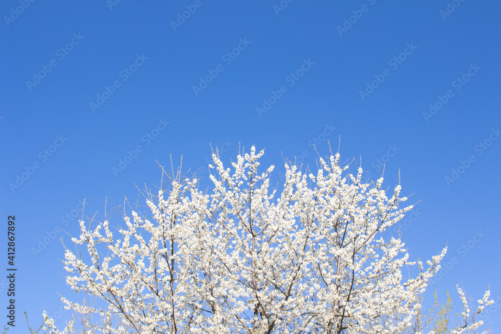 Cherry blossom tree - beautiful white flowers against blue sky background with copy space. Spring and allergy season concept. Selective focus