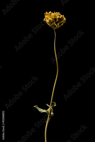 Dried dead Yellow flower isolated on black background. Sample of a flower in oriental style with pastel colors.