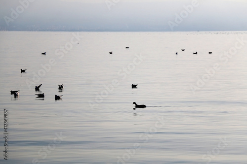 Seagulls at the sea. Picturesque landscape in Split, Croatia.