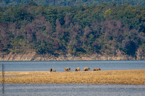 wild asian elephant or tusker herd or family with calf near ramganga river in scenic landscape background of dhikala zone at jim corbett national park uttarakhand india - Elephas maximus indicus photo