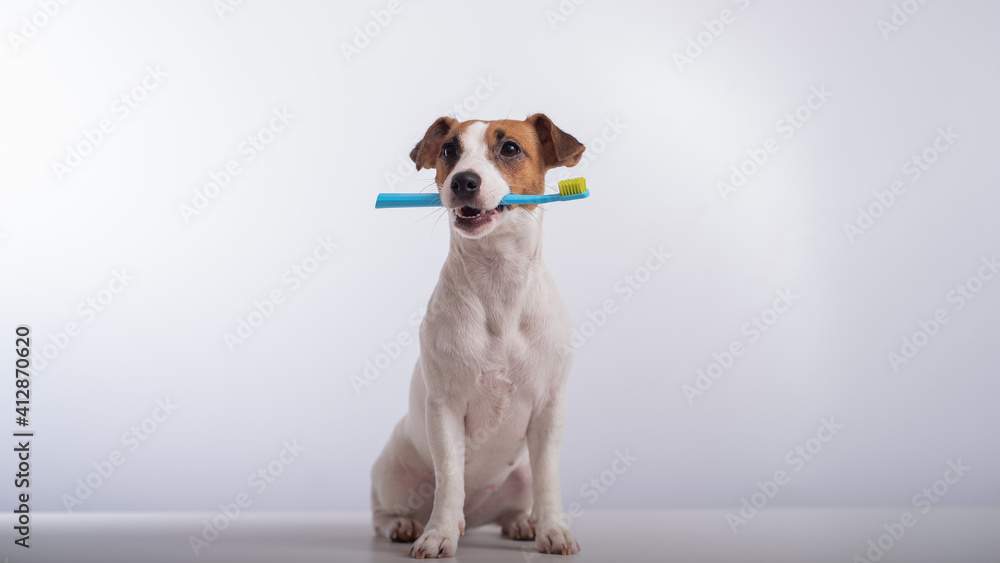 Smart dog jack russell terrier holds a blue toothbrush in his mouth on a white background. Oral hygiene of pets Smart dog jack russell terrier holds a blue toothbrush in his mouth on a white background. Oral hygiene of pets
