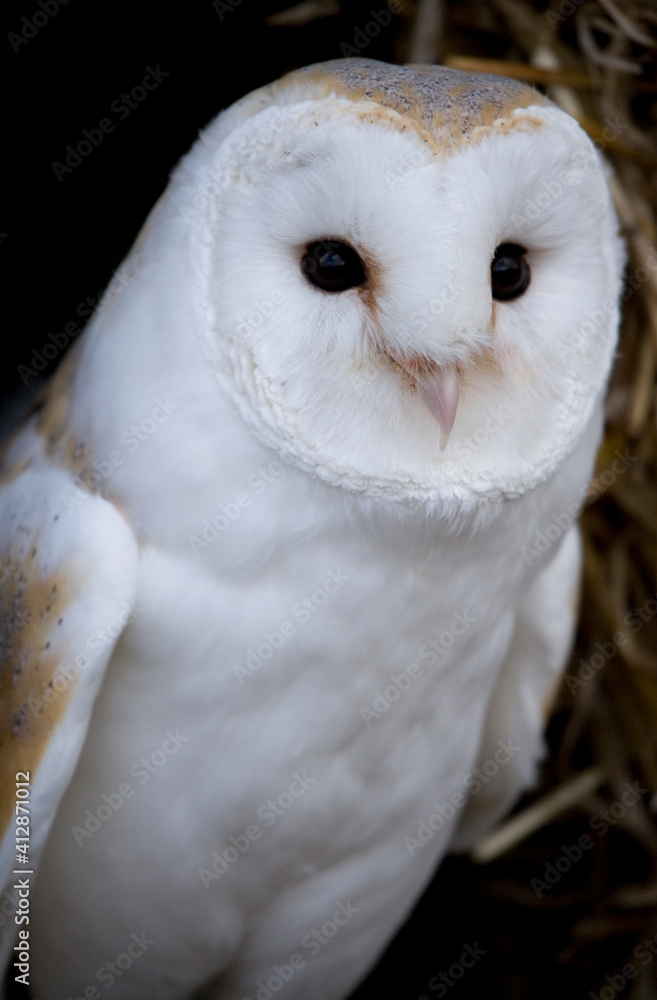 Obraz premium Barn Owl