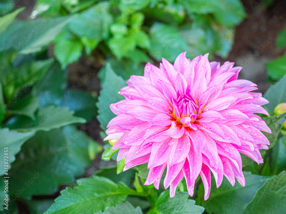A Close-up of a pink Chrysanthemum flower is blooming in the garden. Nature background with copy space for text