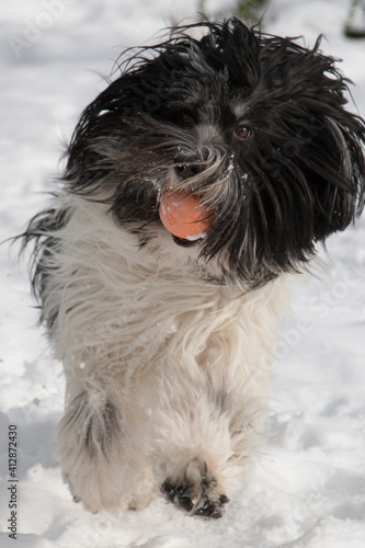 PON-Schapendoes Mix have fun running and playing in snow with a ball