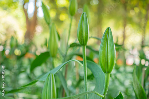 A close-up of a buds lily flower in the garden. Nature background with copy space for text