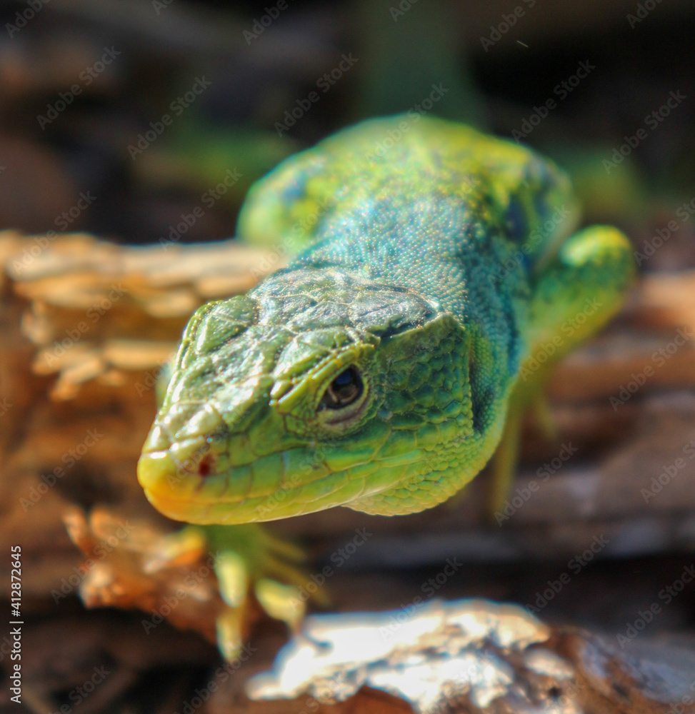 Fototapeta premium lizard on a tree