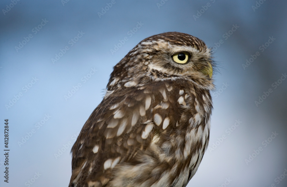 Little Owl