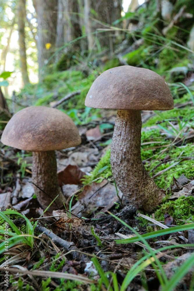 mushroom in the forest mushroom in the forest