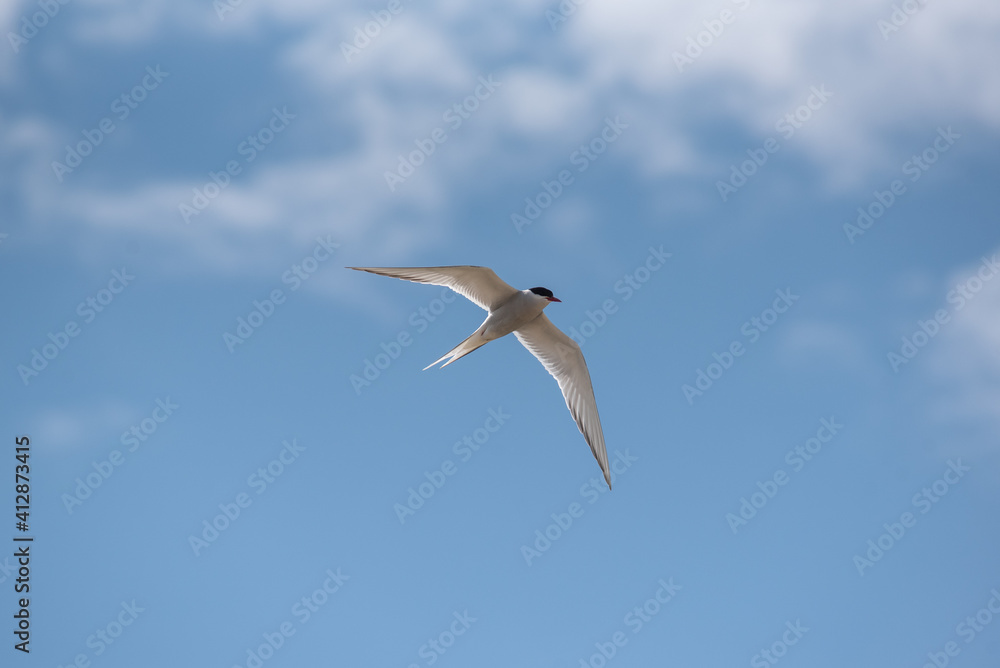Obraz premium bird in the sky