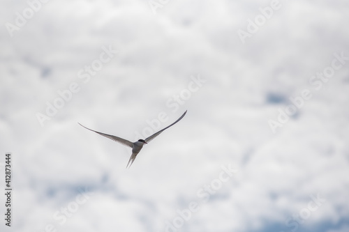 bird in flight