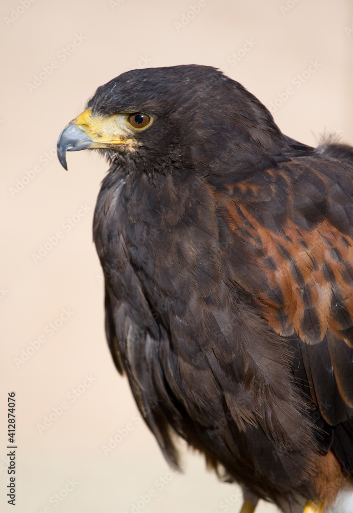 Fototapeta premium Harris Hawk