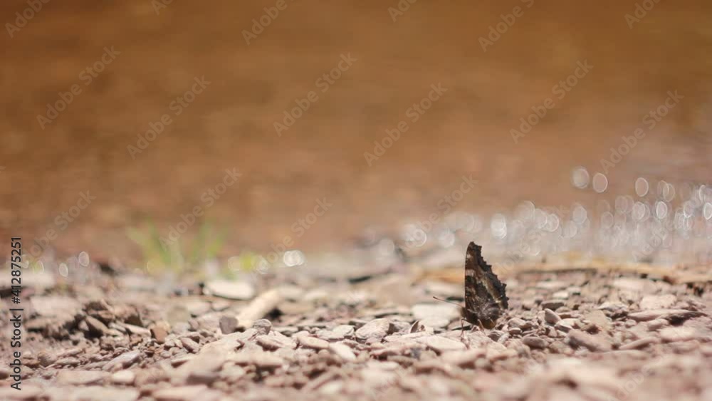 A butterfly sits on stones near the fading bank of the river. Butterfly on pebbles in the wild. A butterfly sits on stones near the fading bank of the river. Butterfly on pebbles in the wild.