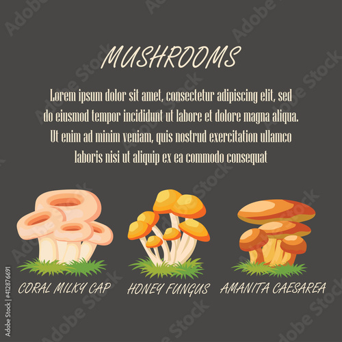 edible coral milky cap, honey fungus and amanita caesara, mushrooms banner. vector illustration