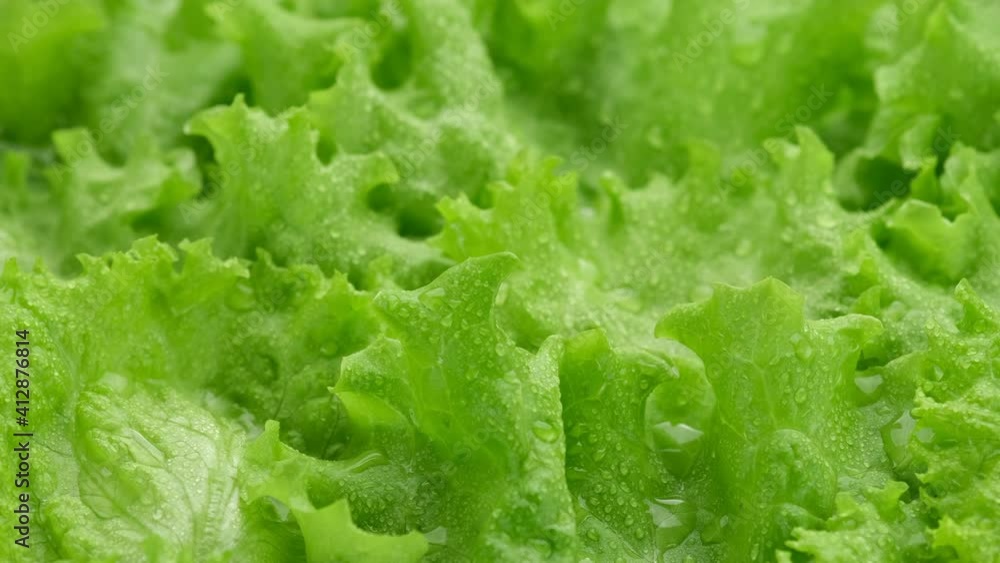 fresh lettuce leaf close up. green salad lettuce. Healthy food fresh lettuce leaf close up. green salad lettuce. Healthy food