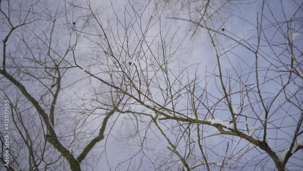 Looking into the blue sky through the web of tree branches in the forest. White fluffy snow lies on the branches on a cold sunny day in the Baltics. Latvia Looking into the blue sky through the web of tree branches in the forest. White fluffy snow lies on the branches on a cold sunny day in the Baltics. Latvia