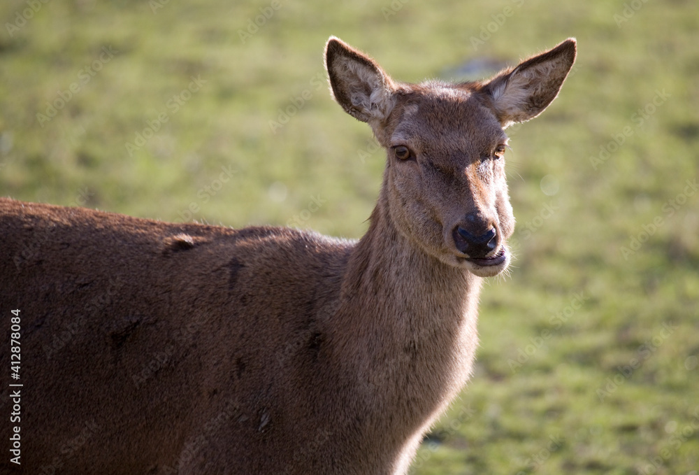 Red Deer