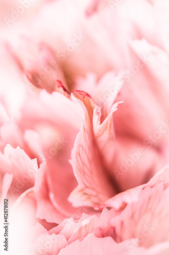 Abstract floral background  pink carnation flower petals. Macro flowers backdrop for holiday brand design