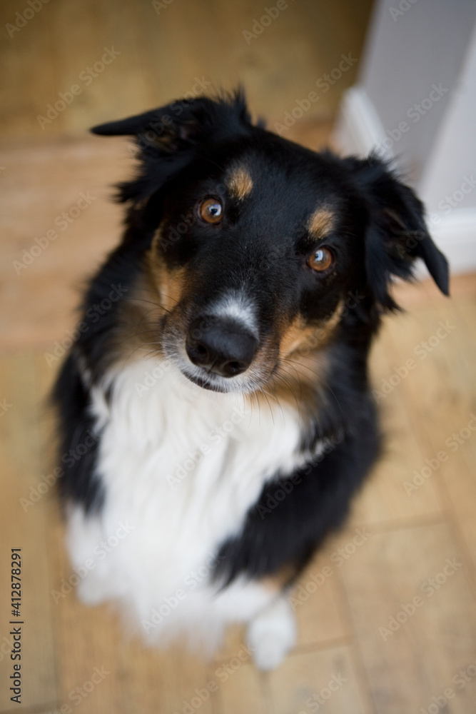 Fototapeta premium Border Collie