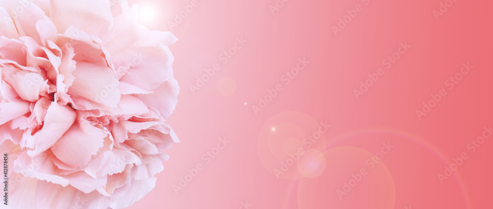 Beautiful flower on color background, space for text. Floral card design