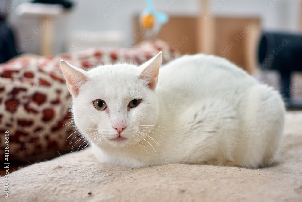 Obraz premium Selective focus shot of a white cat relaxing on his cozy bed